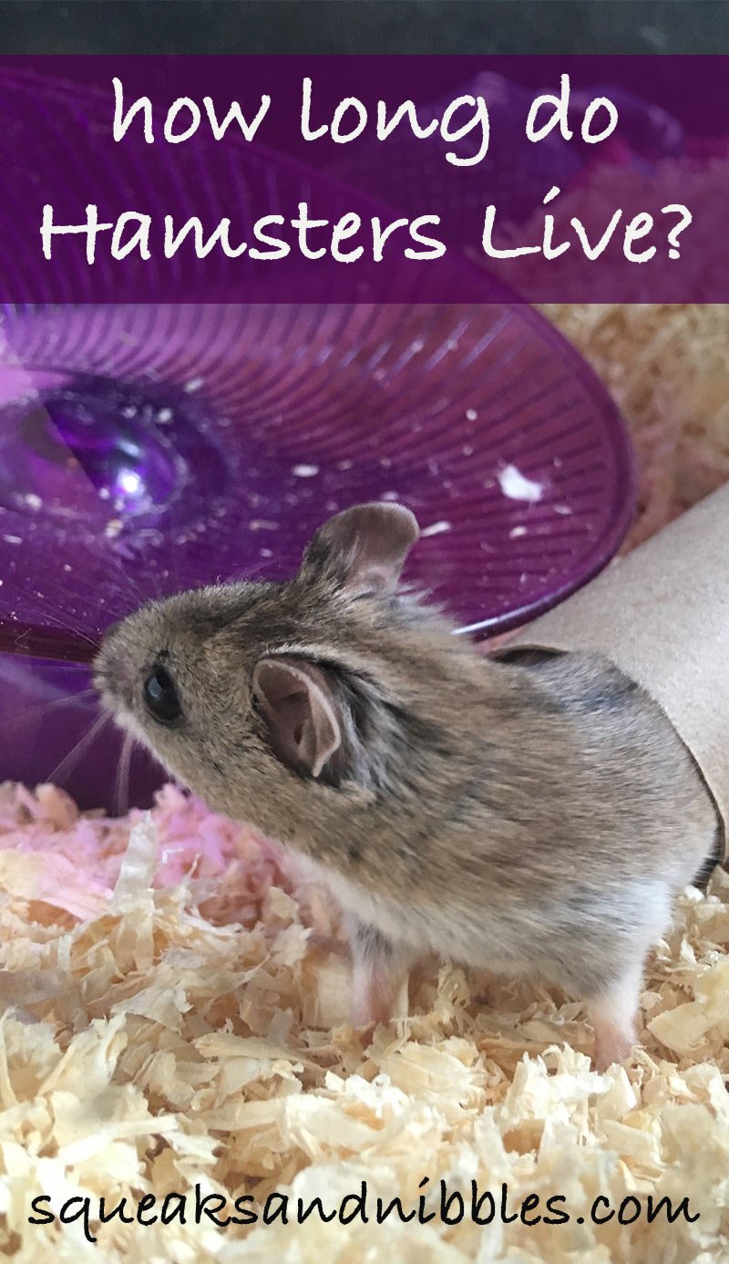 How Long Do Hamsters Live? Lifespan And Aging Tips