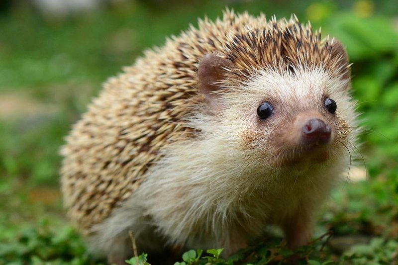 How Long Do Hedgehogs Live? Lifespan And Aging Signs