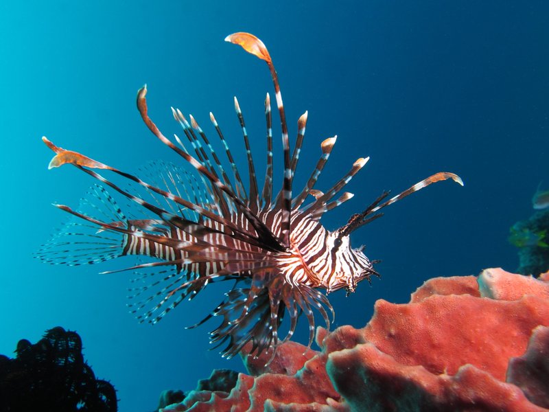 How Long Do Lionfish Live? Lifespan In Aquariums