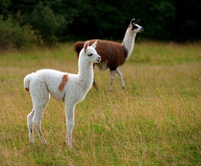 How Long Do Llamas Live? Lifespan In Captivity
