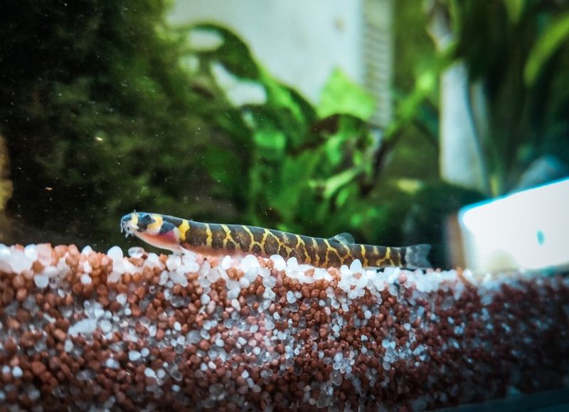 How Long Do Loach Live? Lifespan In Captivity