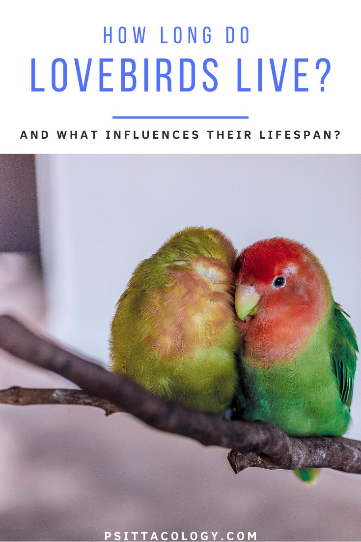 How Long Do Lovebirds Live? Lifespan In Captivity