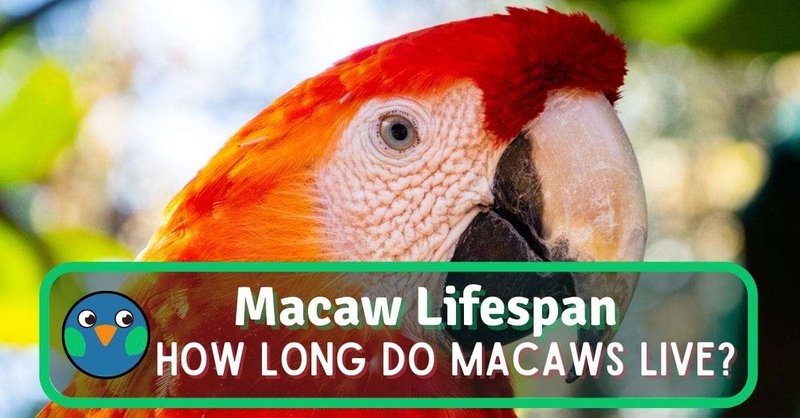 How Long Do Macaws Live? Lifespan And Maturity