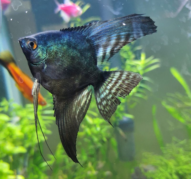 How Long Do Marine Angelfish Live? Lifespan In Aquariums