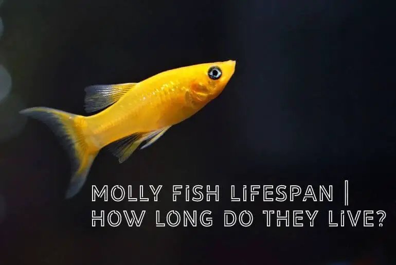 How Long Do Molly Live? Lifespan In Captivity