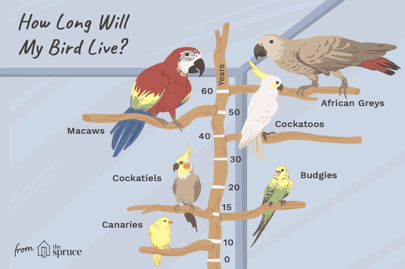 How Long Do Parrots Live? Lifespan By Species