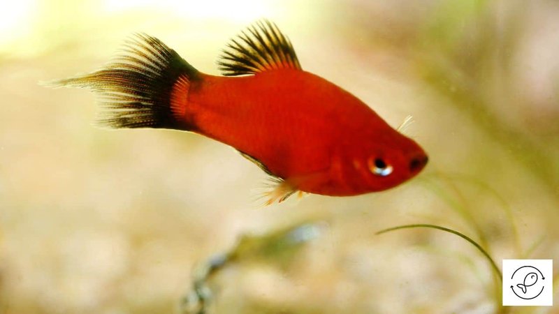 How Long Do Platy Live? Lifespan In Captivity