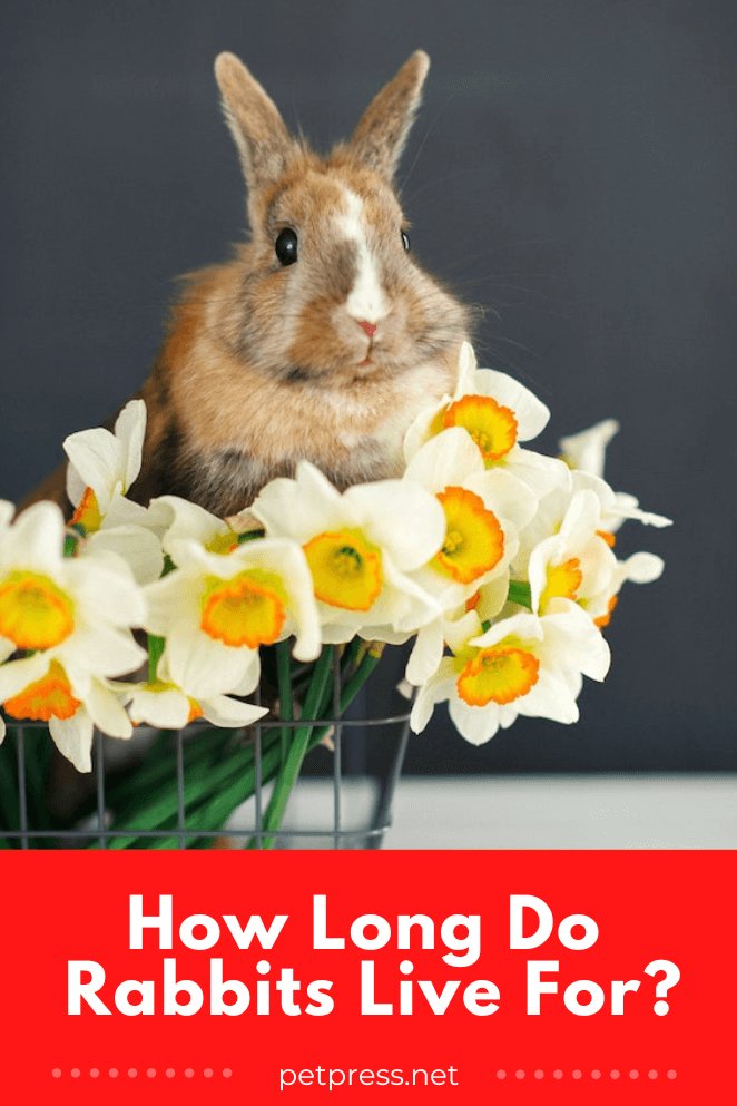 How Long Do Rabbits Live? Lifespan And Senior Rabbit Care