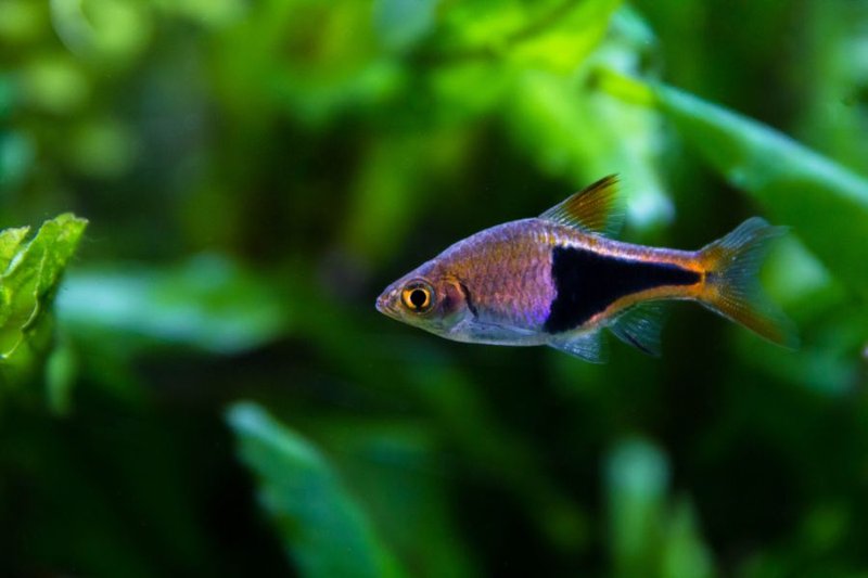 How Long Do Rasbora Live? Lifespan In Captivity