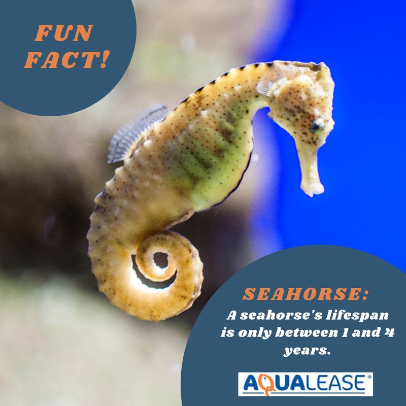 How Long Do Seahorse Live? Lifespan In Aquariums