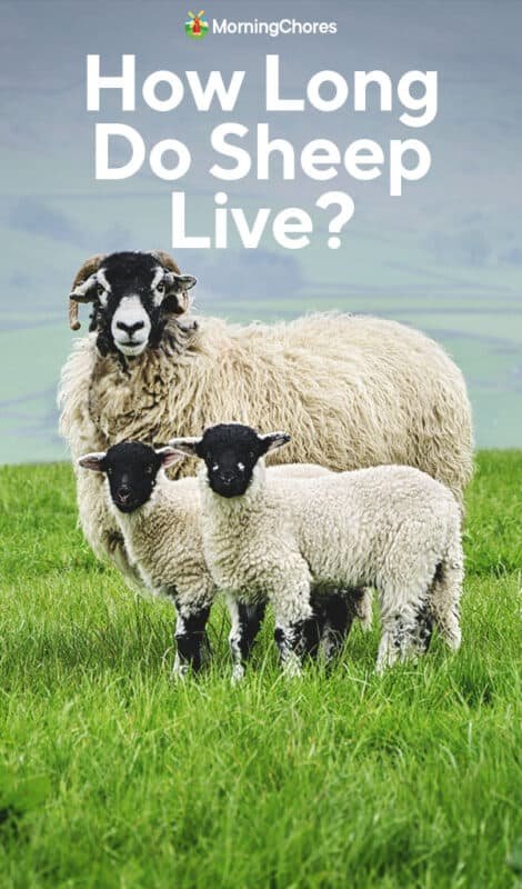 How Long Do Sheep Live? Lifespan And Aging Signs