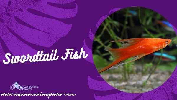 How Long Do Swordtail Live? Lifespan In Captivity