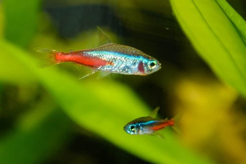 How Long Do Tetra Live? Lifespan In Captivity