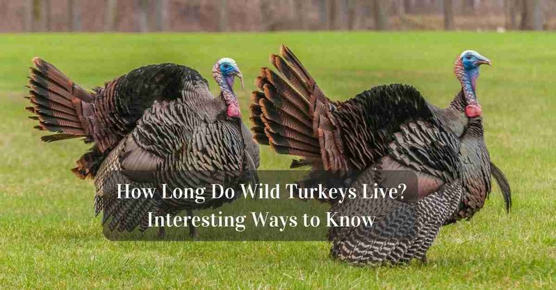 How Long Do Turkeys Live In Captivity?