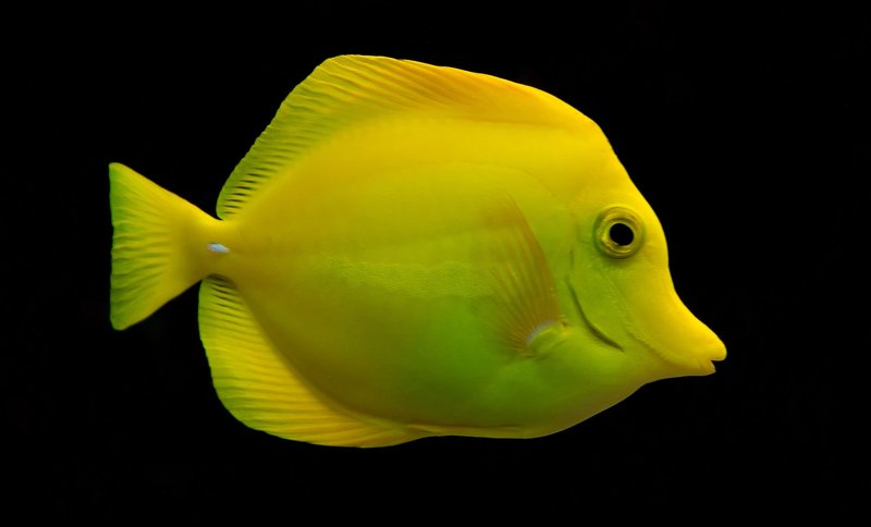 How Long Do Yellow Tang Live? Lifespan In Aquariums
