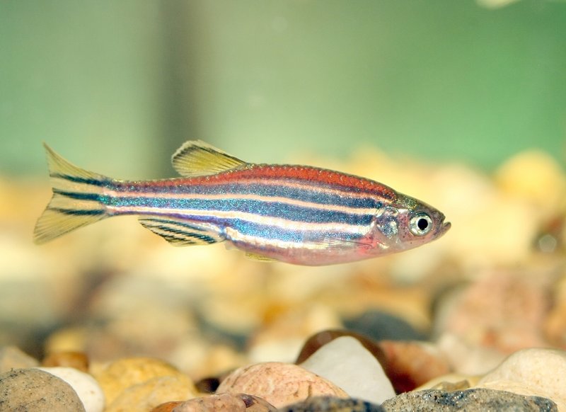 How Long Do Zebra Danio Live? Lifespan In Captivity