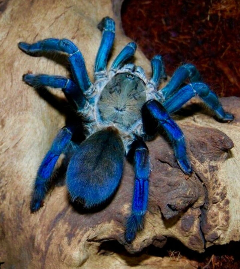How Long Does A Cobalt Blue Tarantula Live? Lifespan & Growth