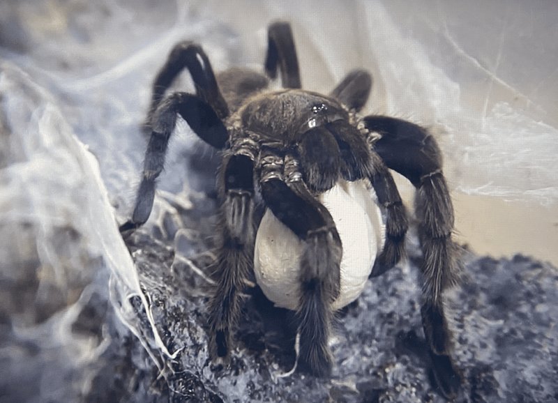 How Long Does A Curly Hair Tarantula Live? Lifespan & Growth