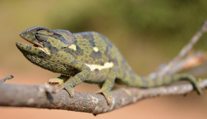 How Long Does A Flap-Necked Chameleon Live? Lifespan Facts