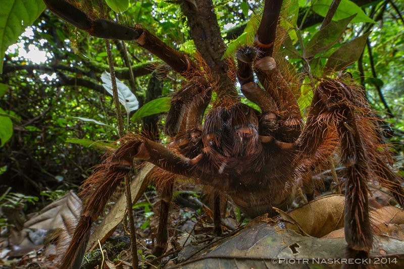 How Long Does A Goliath Birdeater Live? Lifespan & Growth