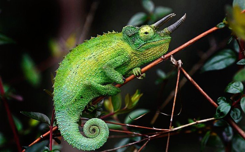 How Long Does A Jackson'S Chameleon Live? Lifespan Facts