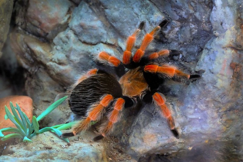 How Long Does A Mexican Redknee Tarantula Live? Lifespan & Growth