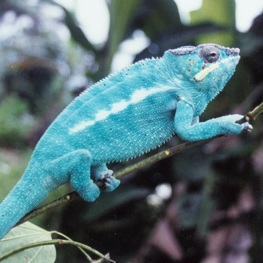 How Long Does A Panther Chameleon Live? Lifespan Facts