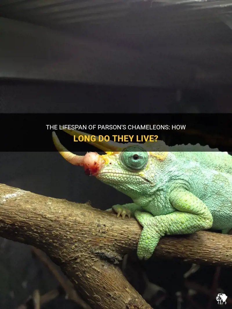 How Long Does A Parson'S Chameleon Live? Lifespan Facts