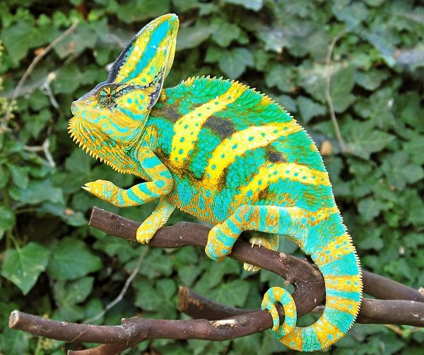 How Long Does A Veiled Chameleon Live? Lifespan Facts