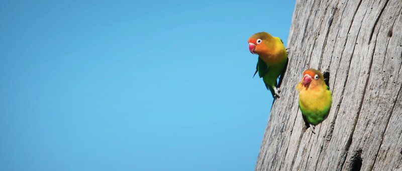 How Lovebirds Adapt To Their Environment