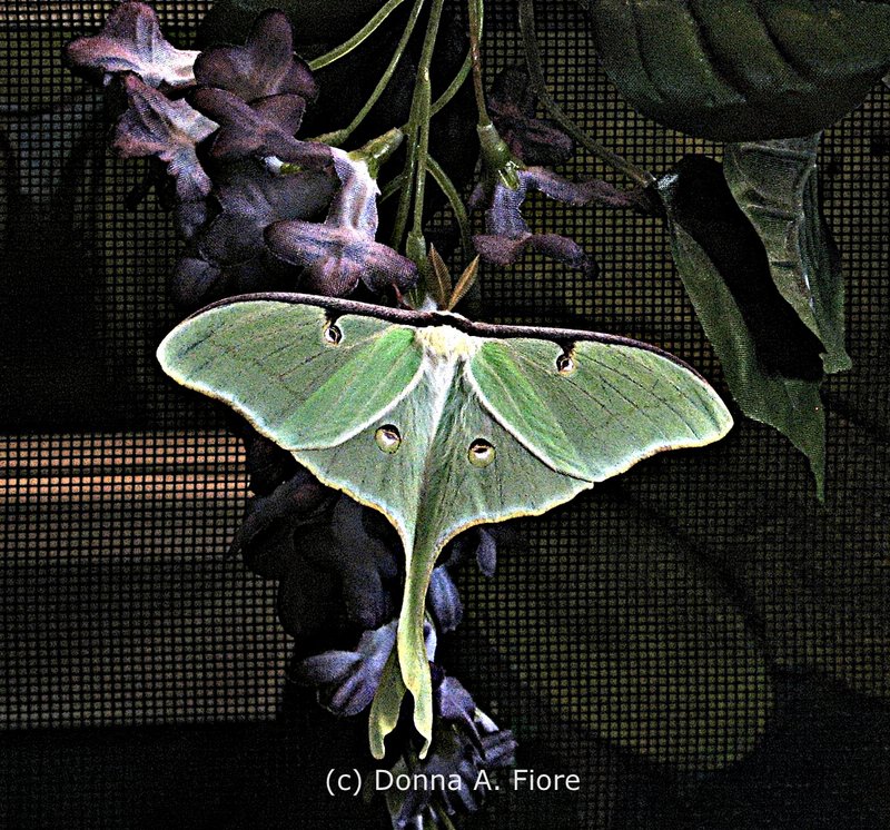 How Luna Moths Communicate And Interact
