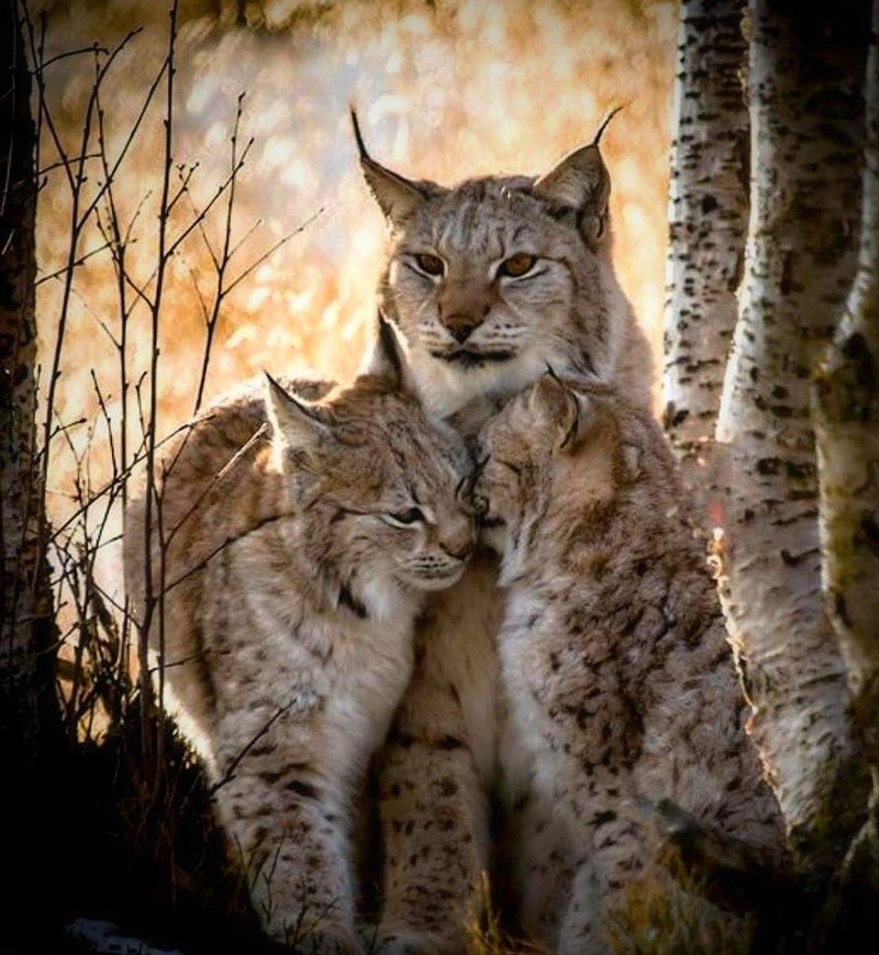 How Lynxs Raise Their Young In The Wild