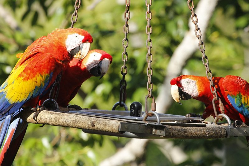 How Macaws Adapt To Their Environment