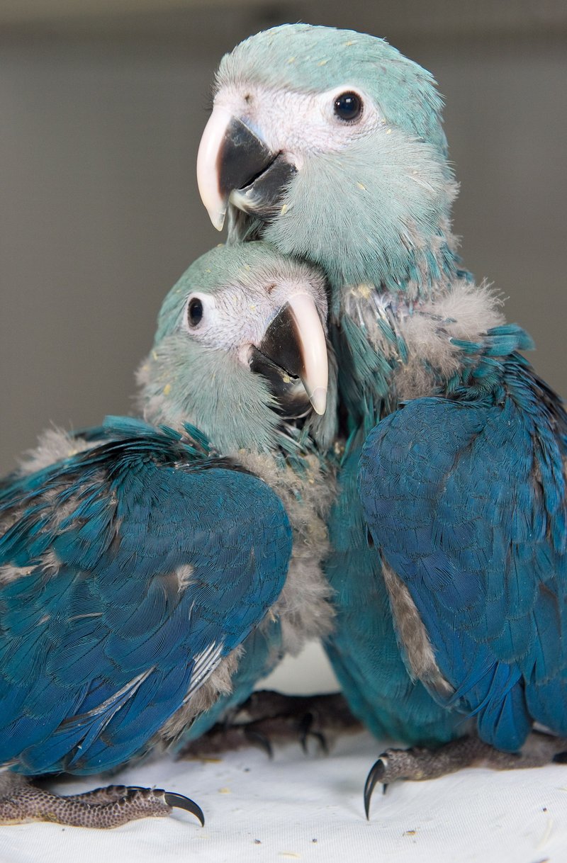 How Macaws Raise Their Young In The Wild