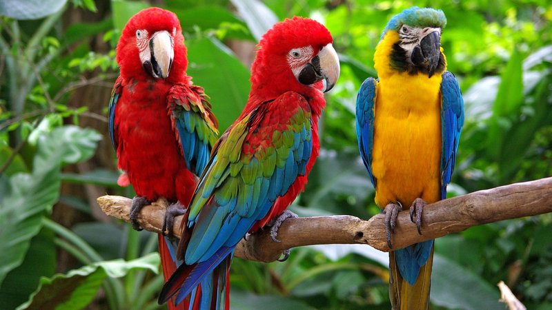 How Macaws Survive In Harsh Environments