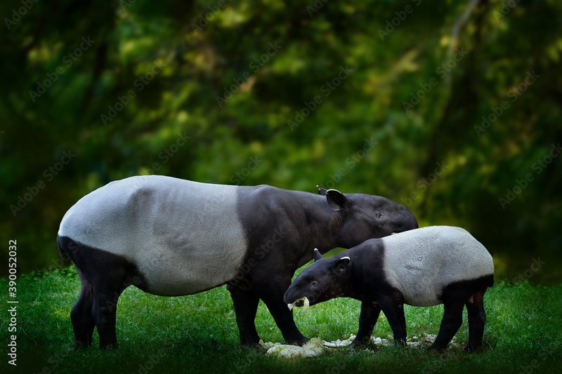 How Malayan Tapirs Raise Their Young In The Wild