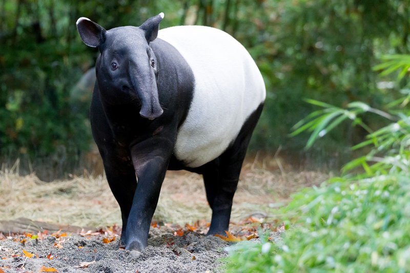 How Malayan Tapirs Survive In Harsh Environments