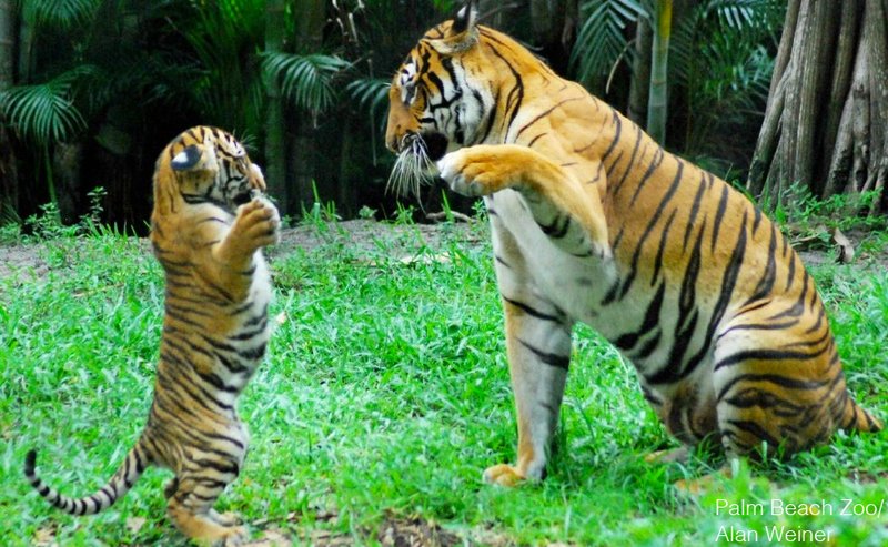 How Malayan Tigers Raise Their Young In The Wild