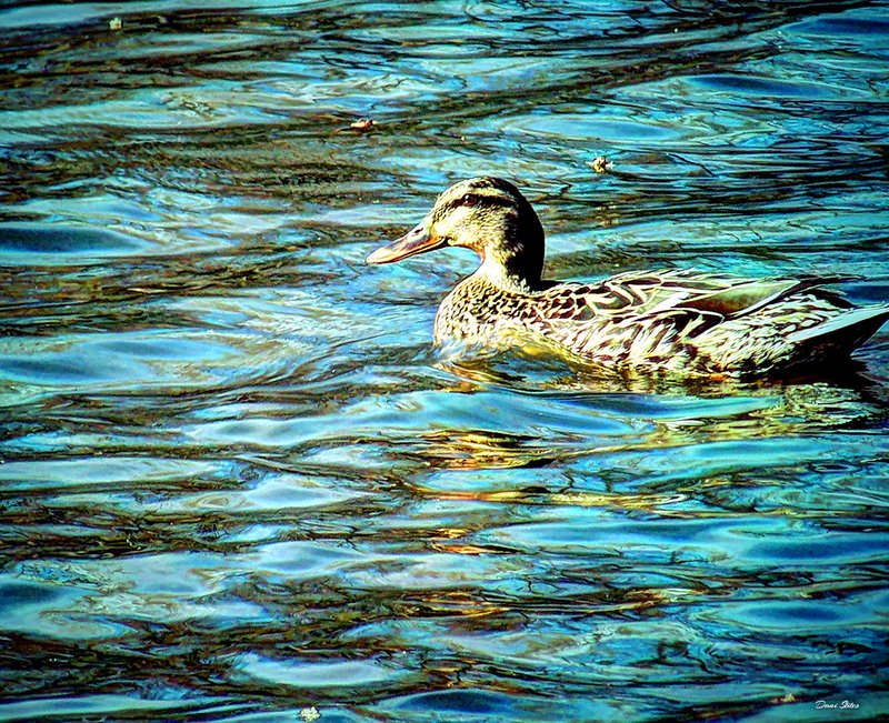 How Mallards Adapt To Their Environment