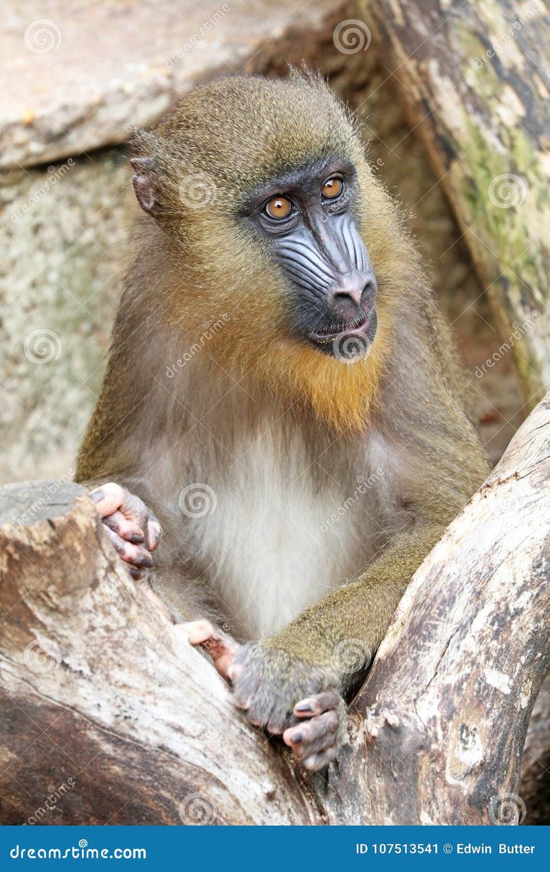 How Mandrills Raise Their Young In The Wild