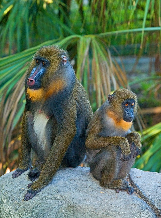 How Mandrills Survive In Harsh Environments