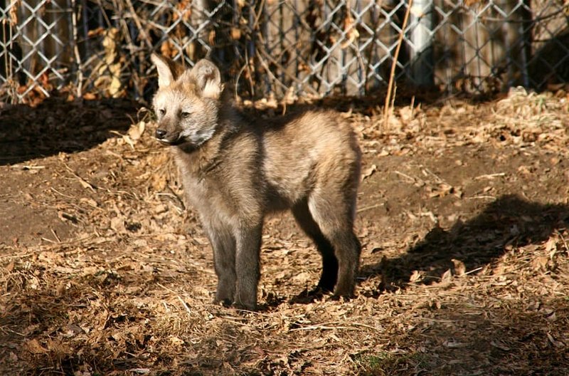 How Maned Wolfs Raise Their Young In The Wild