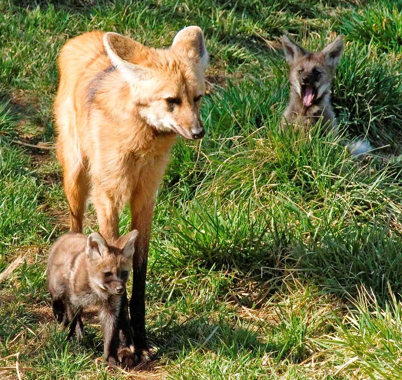 How Maned Wolfs Survive In Harsh Environments