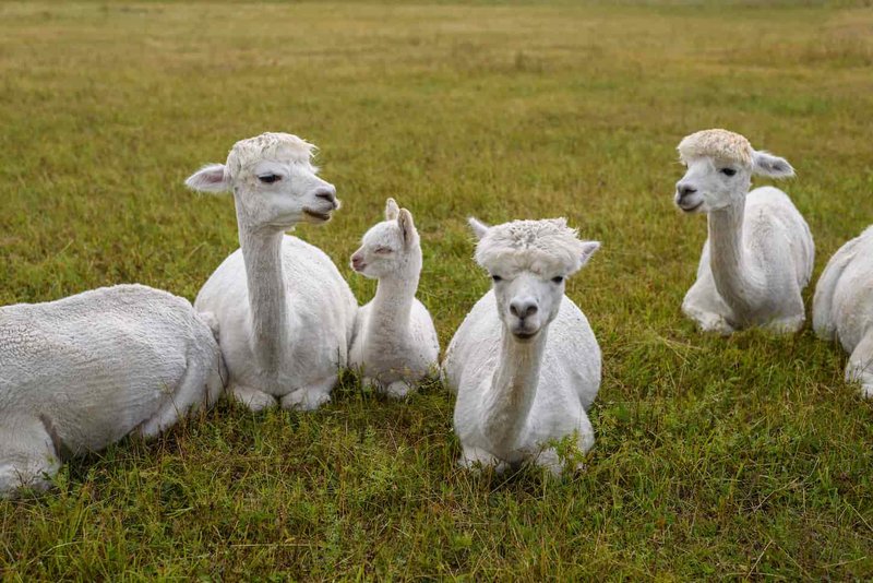 How Many Alpacas Should You Keep Together? Herd Dynamics