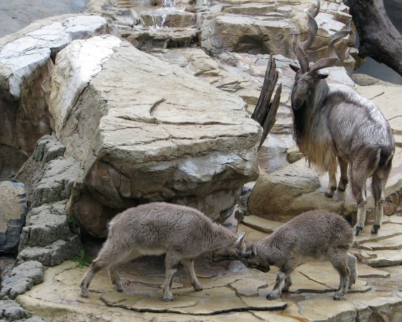 How Markhors Raise Their Young In The Wild