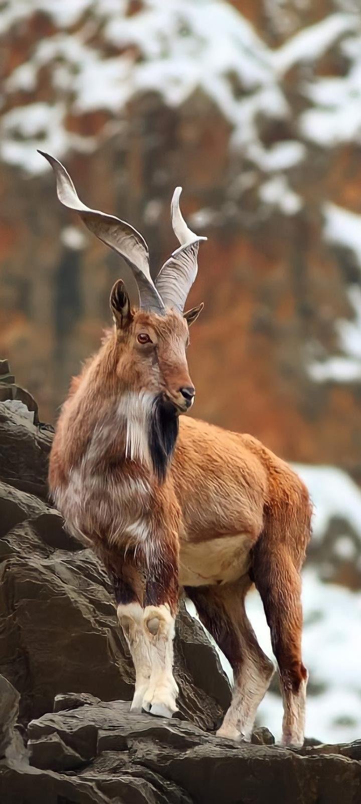How Markhors Survive In Harsh Environments