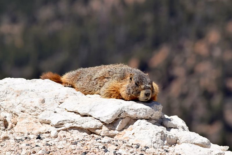 How Marmots Raise Their Young In The Wild