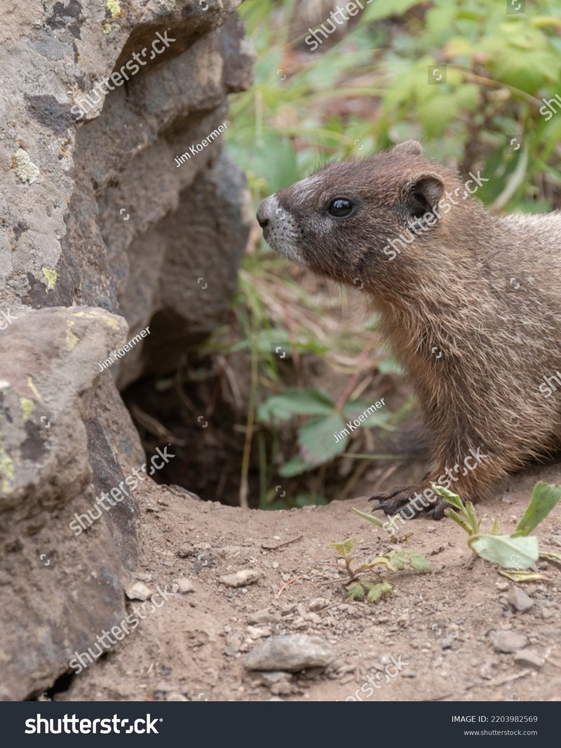 How Marmots Survive In Harsh Environments