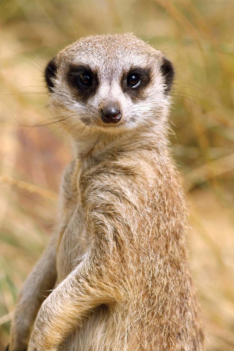 How Meerkats Survive In Harsh Environments