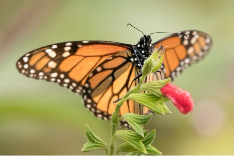 How Monarch Butterflys Communicate And Interact